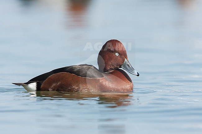Ferruginous Duck, Witoogeend, Aythya nyroca, France, adult male stock-image by Agami/Ralph Martin,