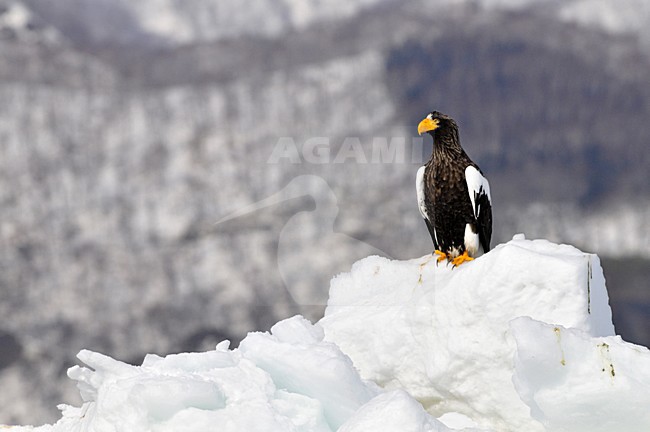 Stellers Sea-eagle perched on ice; Steller-zeearend zittend op ijs stock-image by Agami/Hans Germeraad,