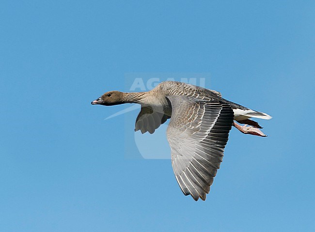 Pink-footed Goose Iceland in flight
Lyhytnokkahanhi Islanti lennossa
Anser brachyrhynchus stock-image by Agami/Tomi Muukkonen,