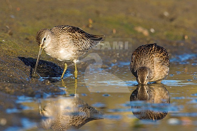 Long-billed Dowitcher (Limnodromus scolopaceus) perched in Victoria, BC, Canada. stock-image by Agami/Glenn Bartley,