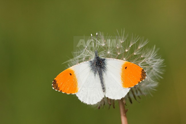 Oranjetipje, Orange Tip stock-image by Agami/Theo Douma,