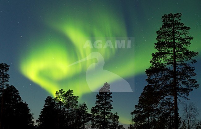 Noorderlicht, The Northern Lights (Aurora borealis) stock-image by Agami/Danny Green,