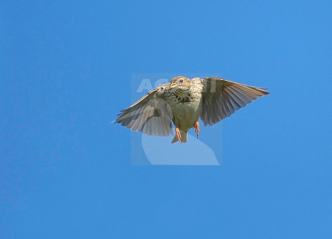 Grauwe Gors, Corn Bunting, Emberiza calandra stock-image by Agami/Daniele Occhiato,