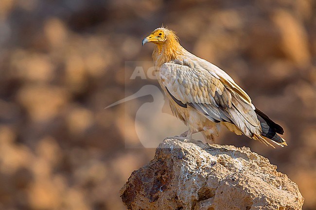 Egyptian Vulture, Adult standing on a rock, Qurayyat, Muscat Governorate, Oman (Neophron percnopterus) stock-image by Agami/Saverio Gatto,