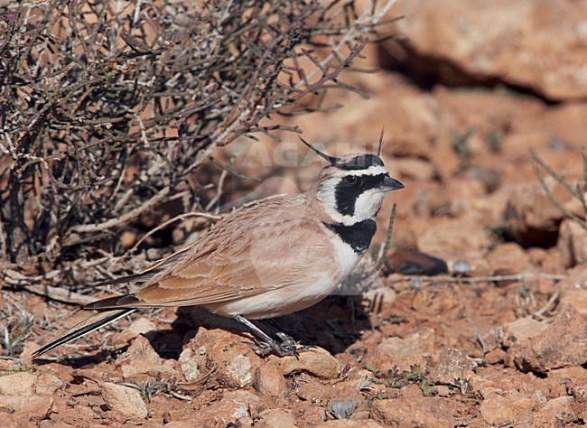 Temminck's Strandleeuwerik zittend, Temminck's Lark perched stock-image by Agami/Markus Varesvuo,