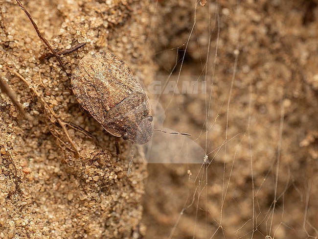 Sciocoris cursitans blending in in it's surroundings stock-image by Agami/Arnold Meijer,