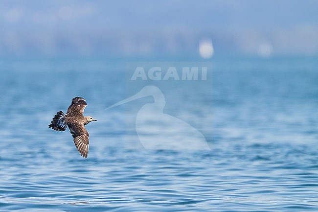 Kleinste Jager, Long-tailed Jaeger, Stercorarius longicaudus, Germany, 1st cy stock-image by Agami/Ralph Martin,