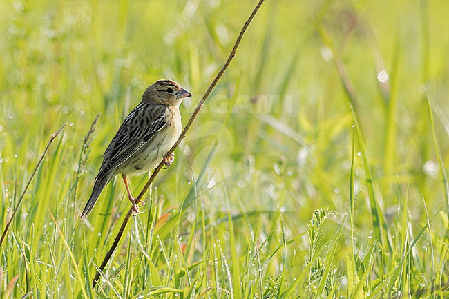 Female Bobolink (Dolichonyx oryzivorus) perched on a branch in Ontario, Canada. stock-image by Agami/Glenn Bartley,