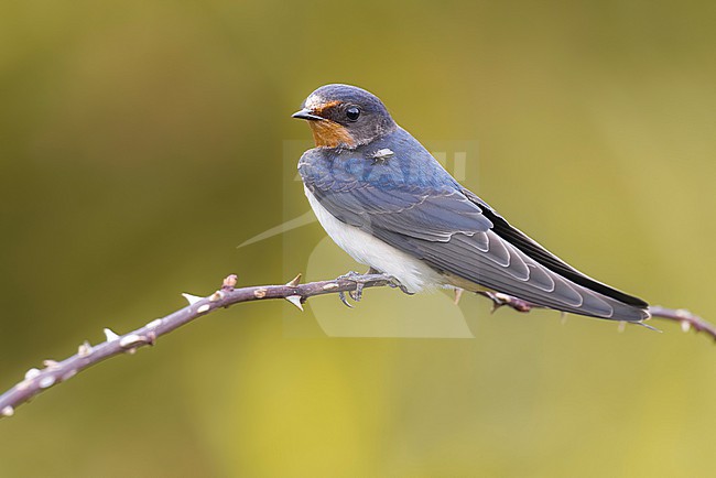 Barn Swallow (Hirundo rustica) in Italy. stock-image by Agami/Daniele Occhiato,