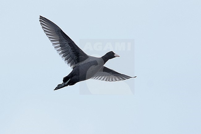 Adult Eurasian Coot (Fulica atra) in flight against pale blue sky stock-image by Agami/Mathias Putze,