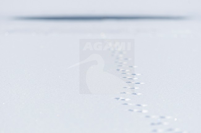 Voetsporen in de sneeuw, Footprints in the snow stock-image by Agami/Rob de Jong,