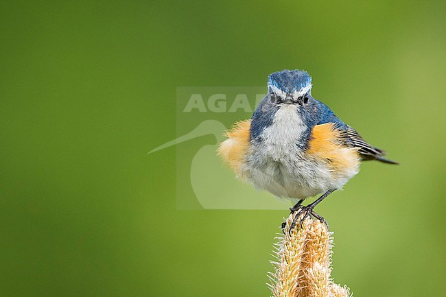 Adult male Red-flanked Bluetail (Tarsiger cyanurus) in taiga forest in Russia (Baikal). Also known as Orange-flanked Bluetail. stock-image by Agami/Ralph Martin,