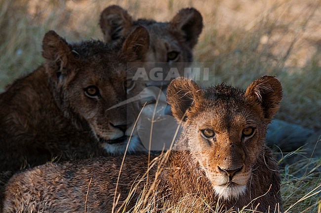 Three wet young lions, Panthera leo, resting after crossing a river. Okavango Delta, Botswana. stock-image by Agami/Sergio Pitamitz,