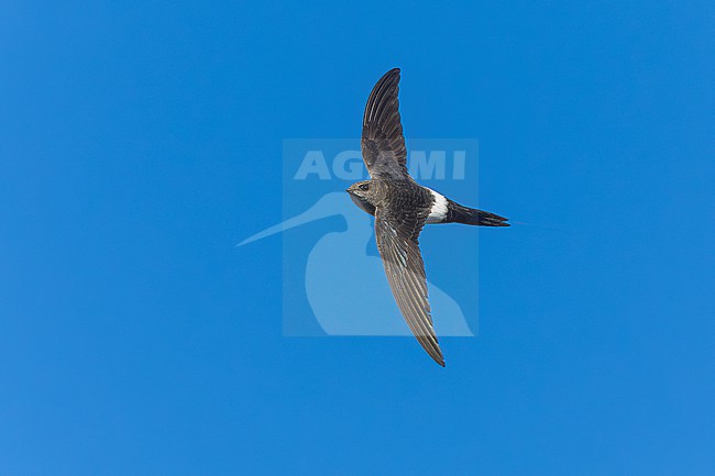 Probably second calendar year Pacific Swift (Apus pacificus) flying over Corrnaiano, Italy. stock-image by Agami/Vincent Legrand,
