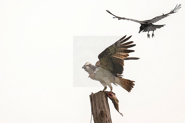 Osprey harassed by a crow stock-image by Agami/Han Bouwmeester,