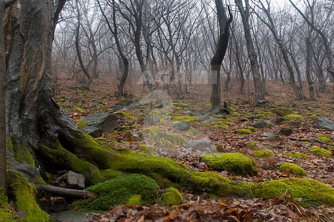 Bos in de winter, Forest during winter stock-image by Agami/Rob de Jong,