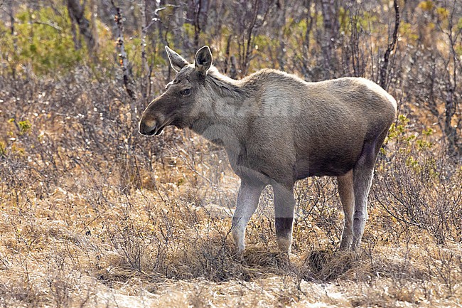 Elk (Alces alces), individual standing on the ground, Lapland, Finland stock-image by Agami/Saverio Gatto,