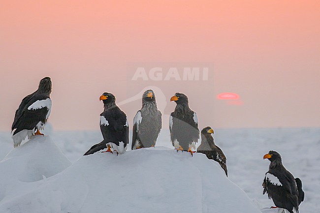 Steller's Sea Eagle (Haliaeetus pelagicus) wintering in Hokkaido, Japan stock-image by Agami/Pete Morris,