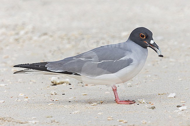 Adult Swallow-tailed gull (Creagrus furcatus) on the Galapagos Islands, part of the Republic of Ecuador. stock-image by Agami/Pete Morris,