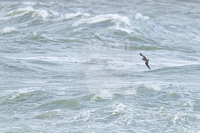  stock-image by Agami/Menno van Duijn,