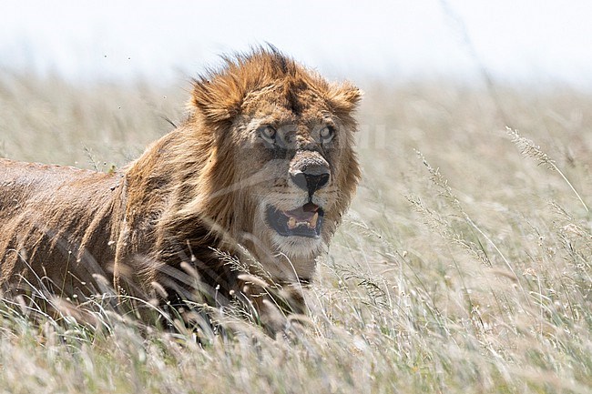A male lion, Panthera leo, in the tall grass. Seronera, Serengeti National Park, Tanzania stock-image by Agami/Sergio Pitamitz,