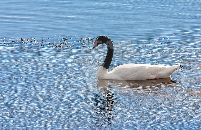 Black-necked Swan (Cygnus melancoryphus) swimming in a lake in southern Argentina. stock-image by Agami/Marc Guyt,