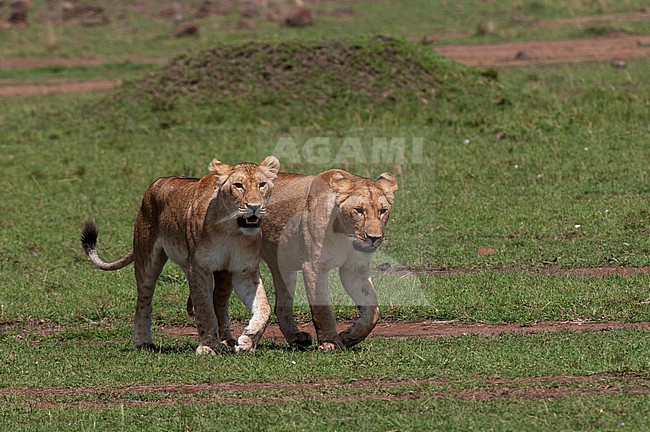 Portrait of two lioness, Panthera leo. Masai Mara National Reserve, Kenya. stock-image by Agami/Sergio Pitamitz,
