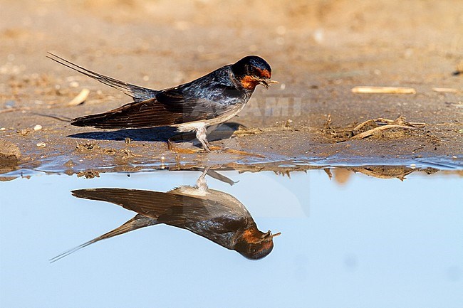 Barn Swallow gathering mud for its nest, Boerenzwaluw modder verzamelend voor zijn nest stock-image by Agami/Oscar Díez,