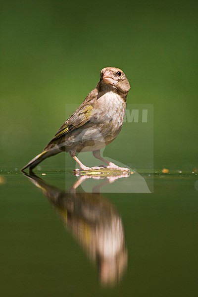 Vrouwtje Groenling drinkende; Female European Greenfinch drinking stock-image by Agami/Marc Guyt,