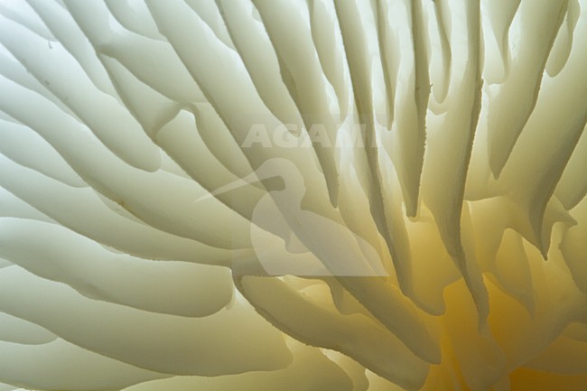 Porseleinzwam, Porcelain fungus, Oudemansiella mucida stock-image by Agami/Menno van Duijn,