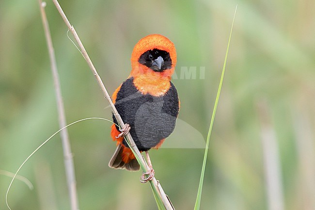 Southern Red Bishop (Euplectes orix), front view of an adult male in breeding plumage perched on a a stem, Western Cape, South Africa stock-image by Agami/Saverio Gatto,