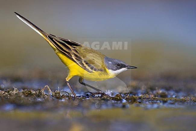 Adult male Ashy-headed Wagtail, Motacilla flava cinereocapilla, in Italy. stock-image by Agami/Daniele Occhiato,