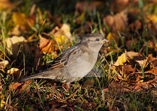 Vrouwtje Huismus tussen herfstbladeren; Female House Sparrow amongst fallen leaves stock-image by Agami/Markus Varesvuo,