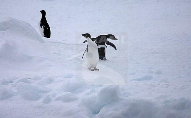 Adelie Penguin in the snow; Adelie Pinguin in de sneeuw stock-image by Agami/Marc Guyt,
