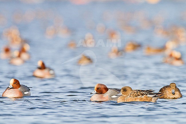 Smient, Eurasian Wigeon, Anas penelope wintering birds on lake during frost period stock-image by Agami/Menno van Duijn,