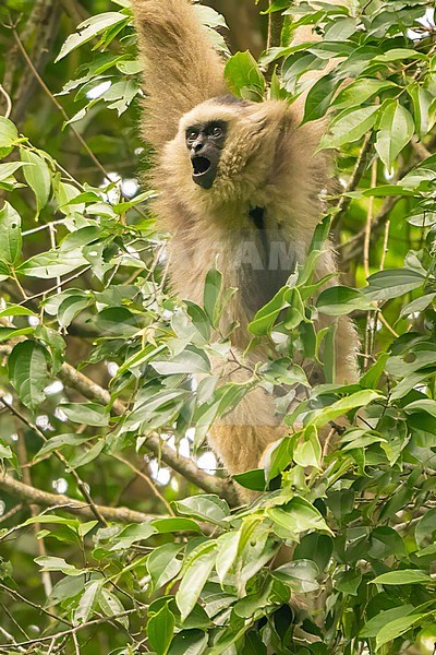 pileated gibbon (Hylobates pileatus) swinging in the trees stock-image by Agami/Hans Germeraad,
