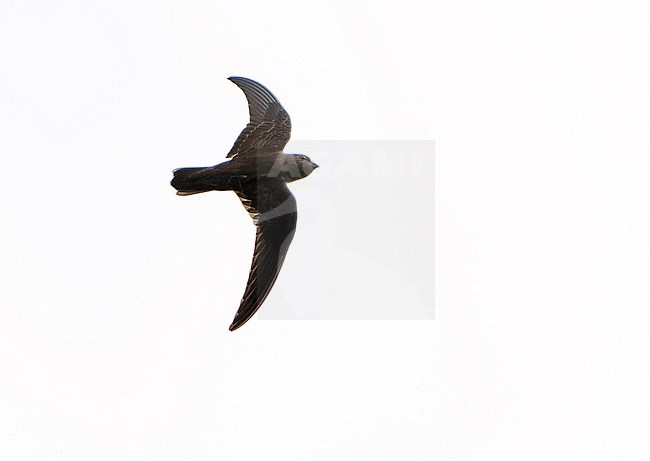 White-chested Swift (Cypseloides lemosi) in Northern Peru. Rare and poorly known. A fairly small swift, all black with variable white patch on chest. stock-image by Agami/Dani Lopez-Velasco,