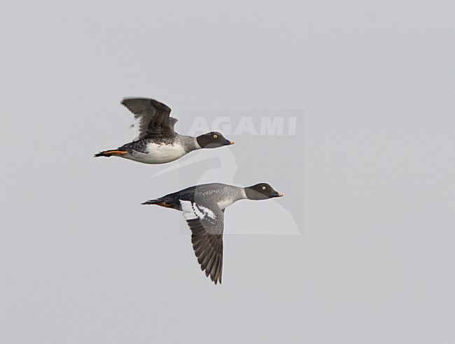 Brilduiker in vlucht; Common Goldeneye in flight stock-image by Agami/Ran Schols,