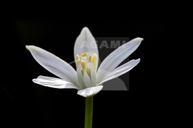 Garden Star-of-Bethlehem, Ornithogalum umbellatum stock-image by Agami/Wil Leurs,