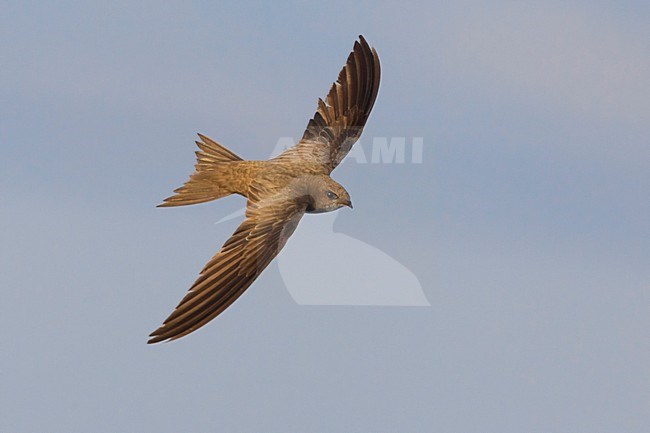 Vale Gierzwaluw in de vlucht; Pallid Swift in flight stock-image by Agami/Daniele Occhiato,