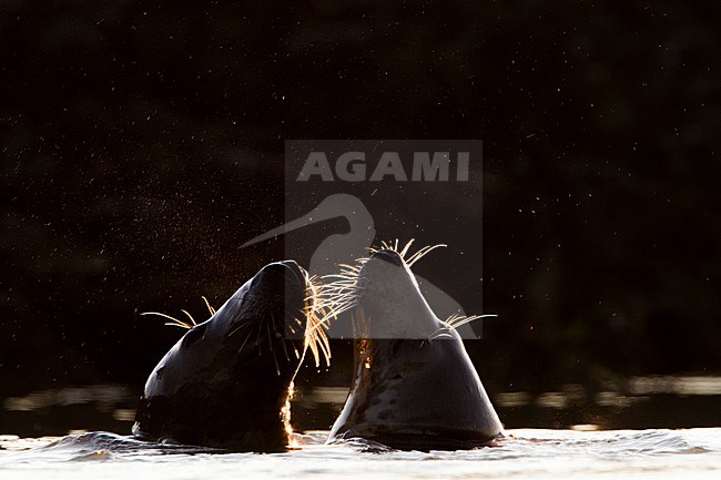 Grijze zeehond stel zwemmend tijdens zonsondergang; Grey Seal couple swimming at sunset stock-image by Agami/Menno van Duijn,
