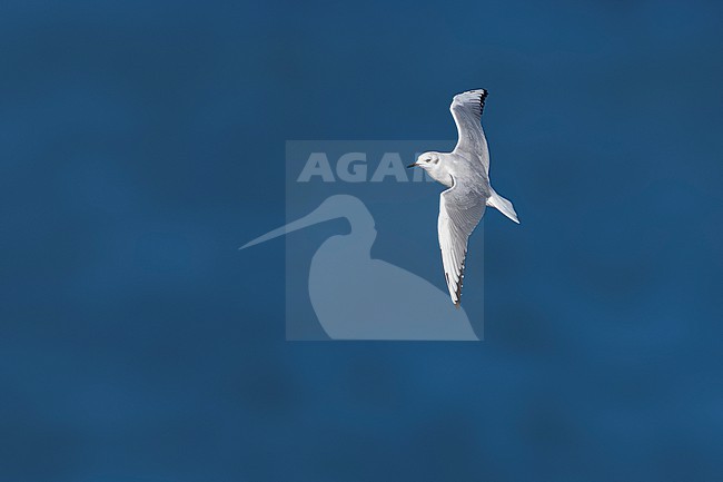 Near adult winter plumage Bonaparte's Gull (Chroicocephalus philadelphia) flying over the channel Texel/DenHelder, Noord-Holland, the Netherlands. stock-image by Agami/Vincent Legrand,