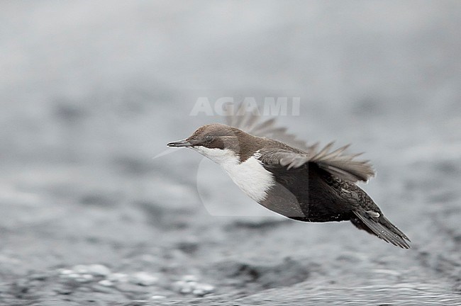 Dipper (Cinclus cinclus) Kuusamo, Finland January 2018 stock-image by Agami/Markus Varesvuo,