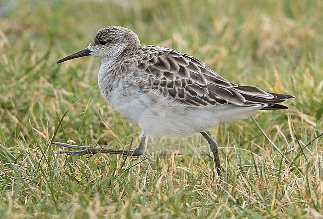 Ruff (Philomachus pugnax), first winter walking in a field, seen from the side. stock-image by Agami/Fred Visscher,