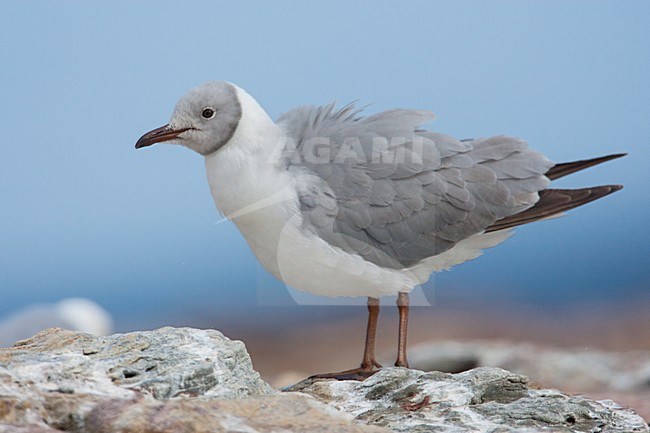 Adulte winterkleed Grijskopmeeuw, Non-breeding adult Grey-headed Gull stock-image by Agami/Wil Leurs,
