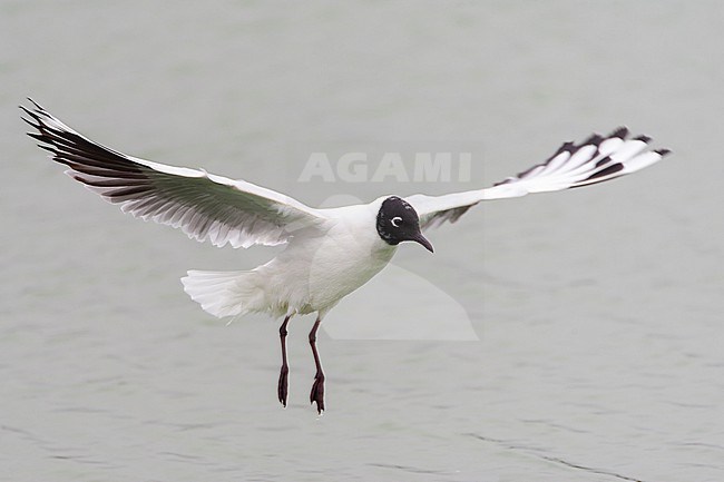 Adult Andean Gull (Chroicocephalus serranus) in Peru. Hovering in mid air. stock-image by Agami/Marc Guyt,
