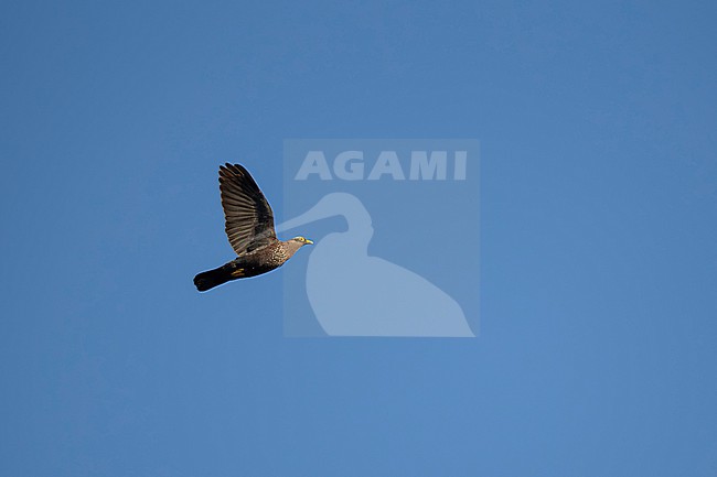 adult African olive pigeon or Rameron pigeon (Columba arquatrix) in flight, found at Harenna Forest in Bale Mountains National Park in Ethiopia stock-image by Agami/Mathias Putze,