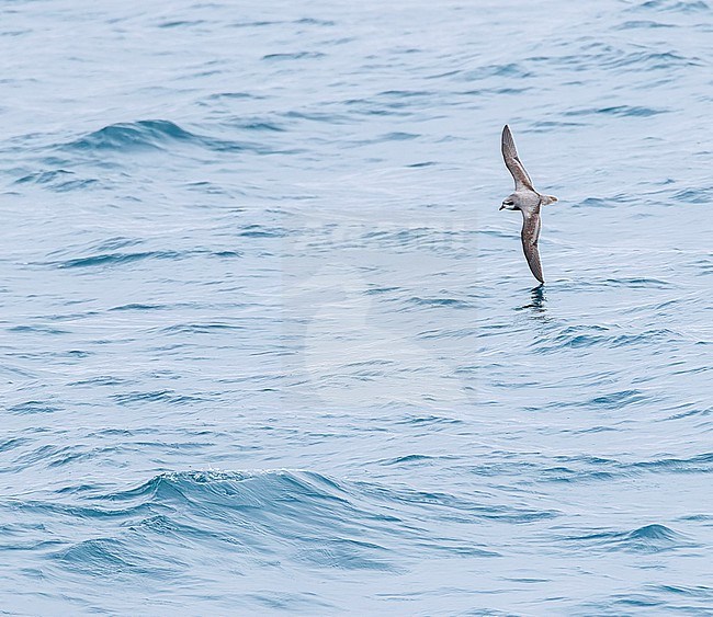Soft-plumaged Petrel, Pterodroma mollis, in flight over the ocean south of New Zealand. stock-image by Agami/Marc Guyt,