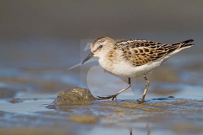 Kleine Strandloper, Little Stint, Calidris minuta, Austria, 1st cy. stock-image by Agami/Ralph Martin,