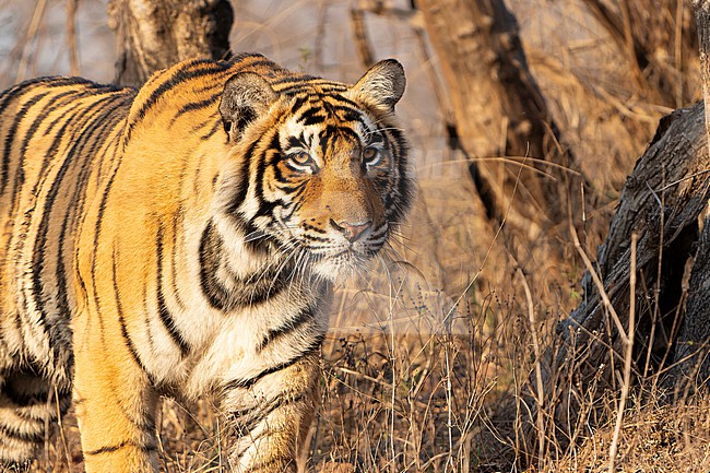 Bengal Tiger, Panthera tigris tigris, in India. stock-image by Agami/Dani Lopez-Velasco,